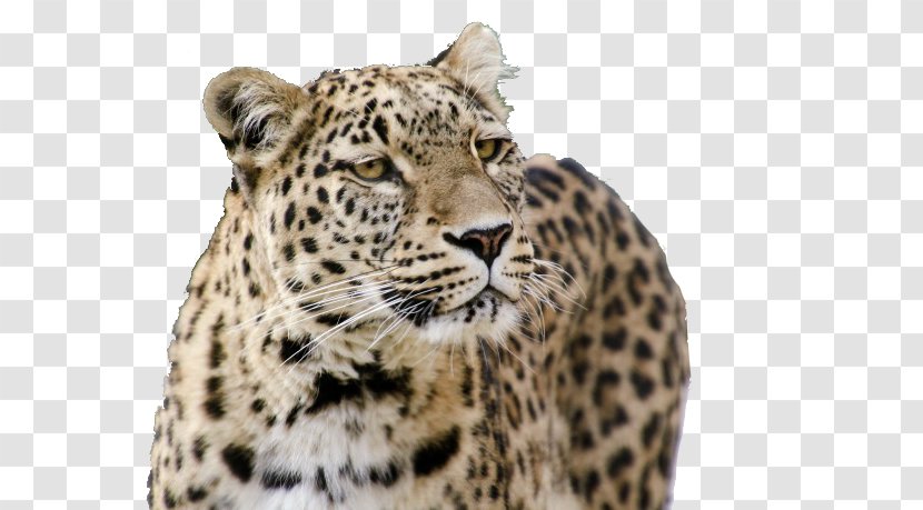Jaguar Tiger Snow Leopard Persian Felidae - Cheetah - A Mighty Transparent PNG