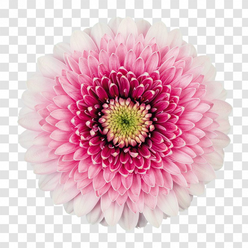 Transvaal Daisy Mans Allure Gerbera Flowers Floristry - Flowering Plant - Flower Transparent PNG
