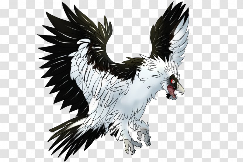 Bald Eagle Beak Illustration Vulture Fauna - Feather Transparent PNG
