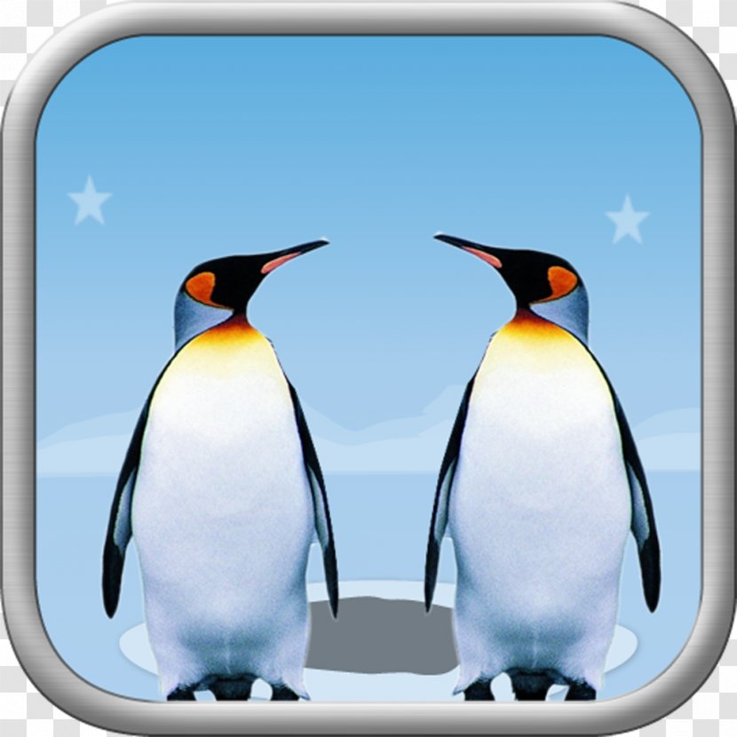 King Penguin Beak - Bird - Couple Transparent PNG