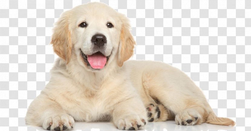 Golden Retriever Puppy Dog Training Bark Shock Collar - Breed Transparent PNG