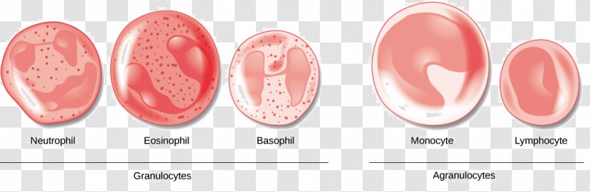 Red Blood Cell Agranulocyte White - Cells Transparent PNG