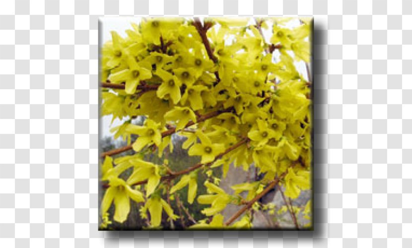 Twig Winter Jasmine Philadelphus Coronarius Бордюр Forsythia - Snowberry Transparent PNG