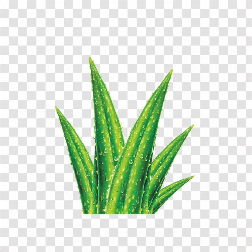 Aloe Vera Euclidean Vector Cosmetics Skin Gel - Leaf Transparent PNG