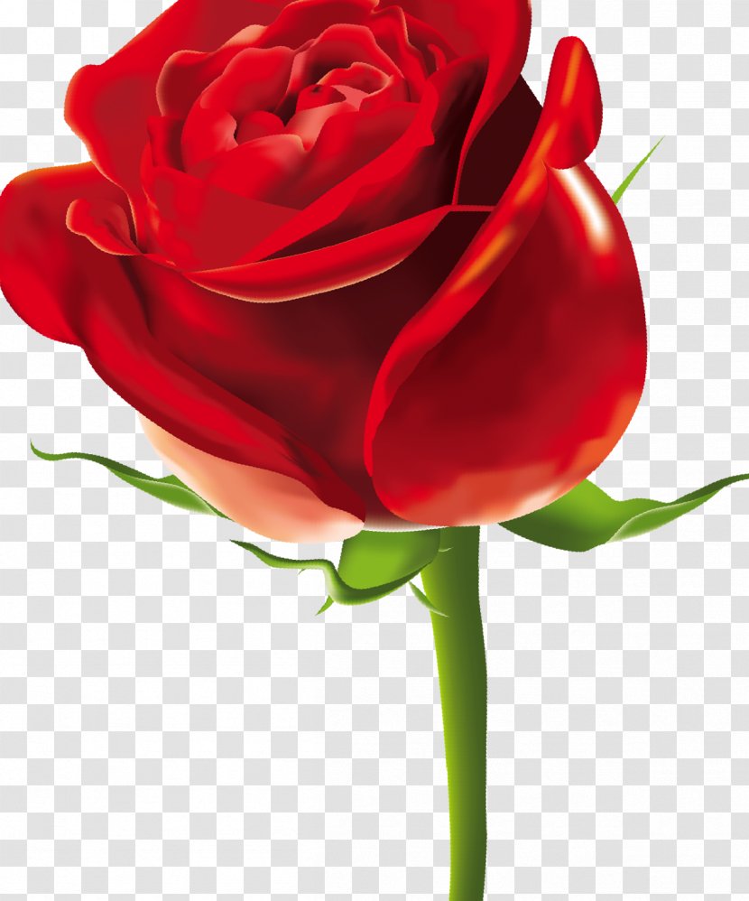Garden Roses Cabbage Rose Floribunda Cut Flowers Floristry - Petal - Flower Transparent PNG