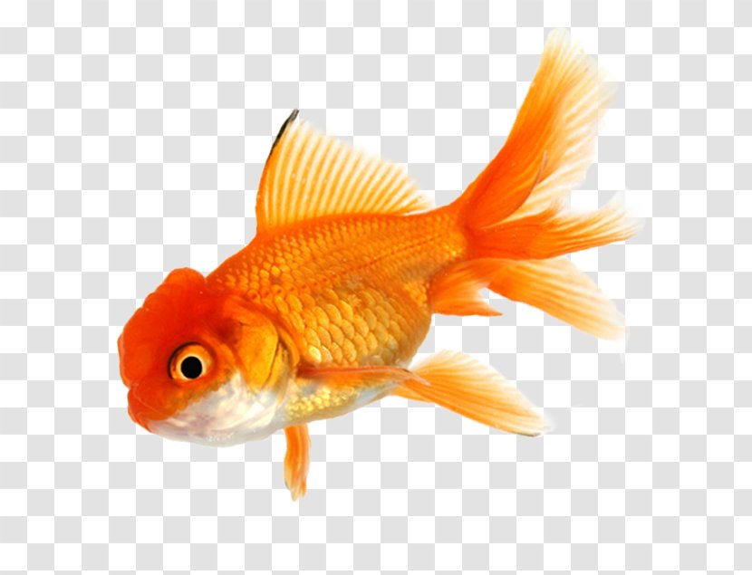 Common Goldfish Royalty-free Aquarium Clip Art - Fish Transparent PNG