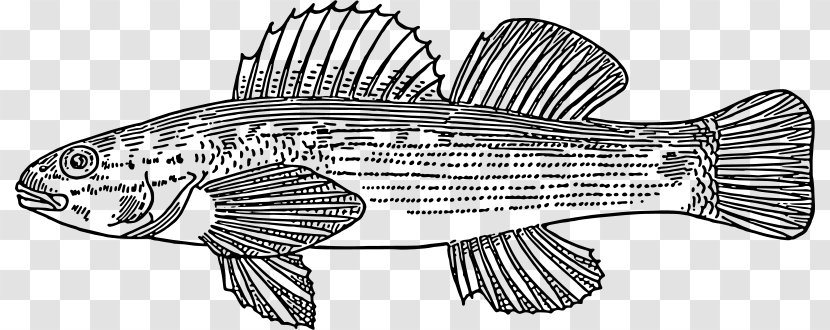 Fish Actinopterygii Clip Art - Head Transparent PNG