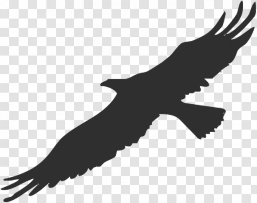 Bird Bald Eagle Silhouette Clip Art - Fauna - American Transparent PNG