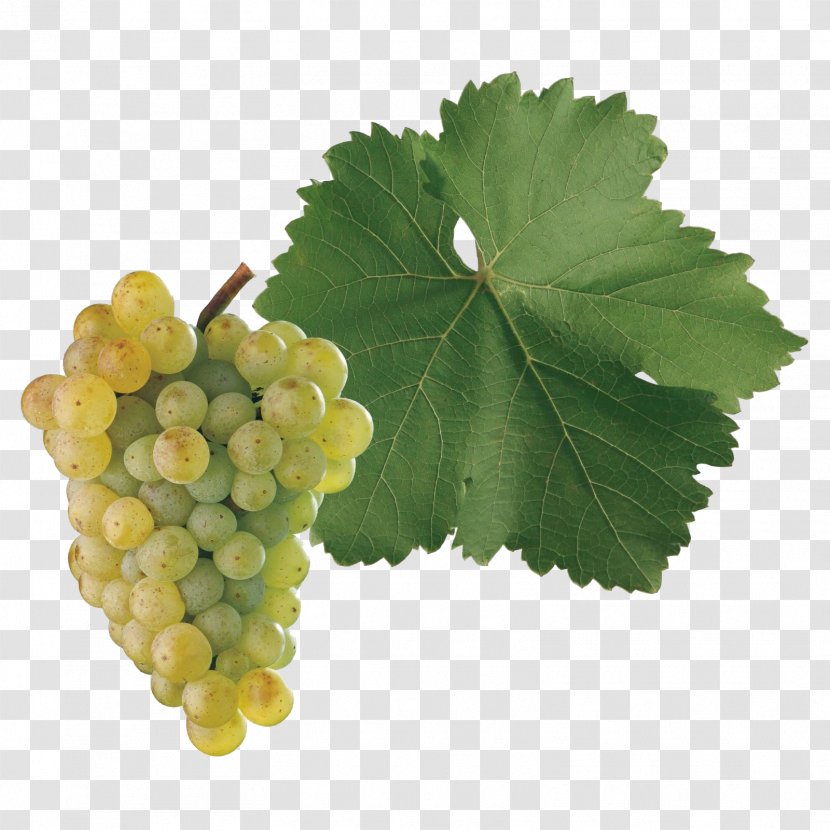 Sultana Neuburger Grape Wine Sangiovese - Trebbiano Transparent PNG
