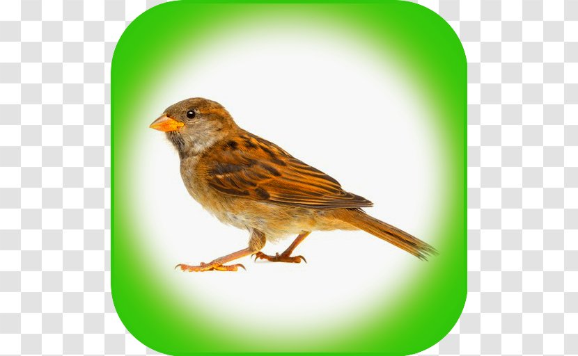 House Sparrow Bird Control Spike Stock Photography Transparent PNG