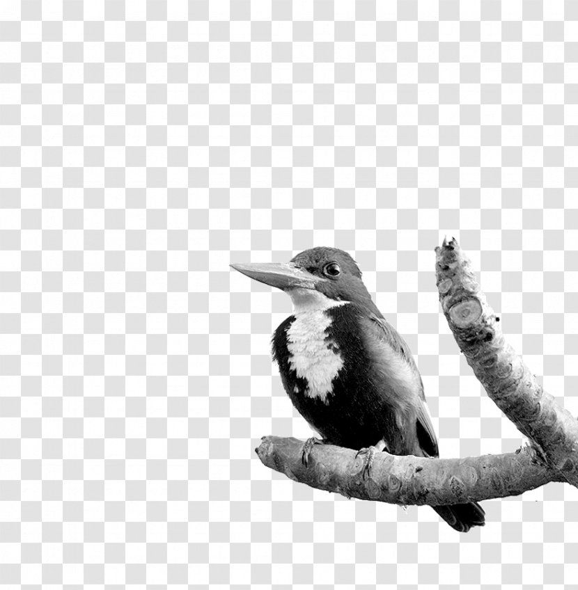 Beak Black & White - Piciformes - M Fauna Feather Transparent PNG