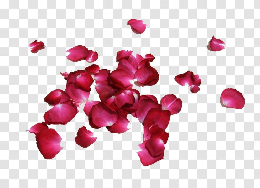 Petal Rose Flower Image Red - Magenta Transparent PNG