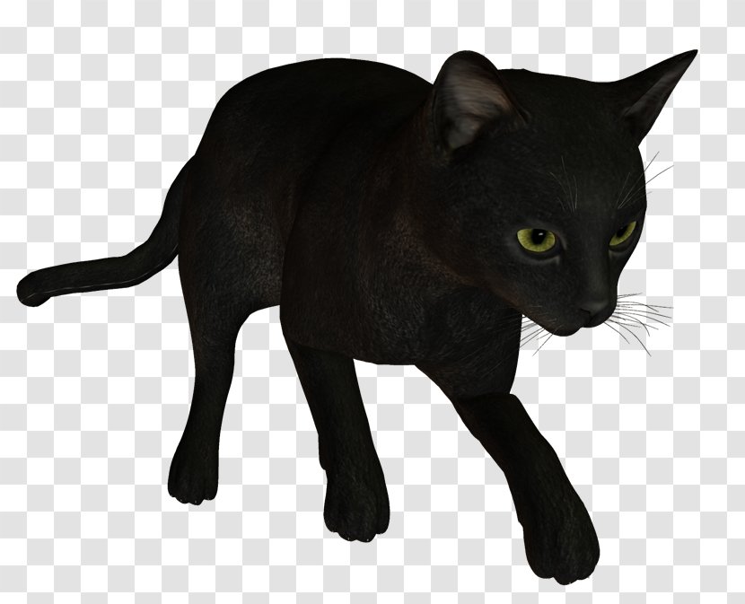 Black Cat Bombay Korat Havana Brown Burmese - Fauna - Panther Transparent PNG