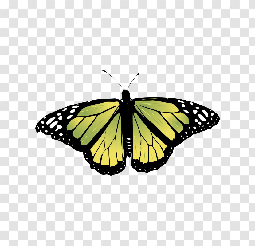 Monarch Butterfly Insect Vector Graphics Image - Tiger Milkweed Butterflies Transparent PNG