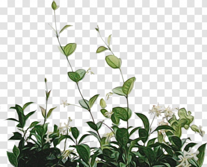Green Leaf Background - Color - Mock Orange Plant Stem Transparent PNG