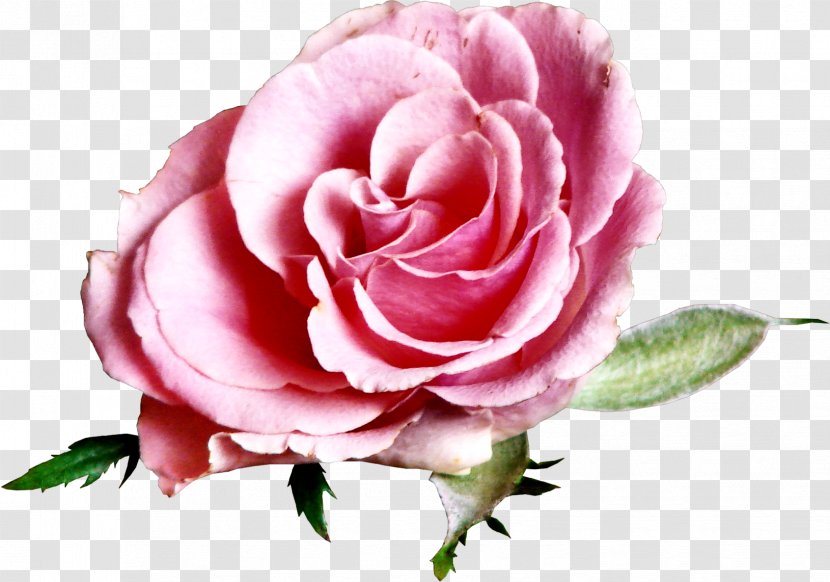 Flower Beach Rose Blog Garden Roses - Floristry Transparent PNG