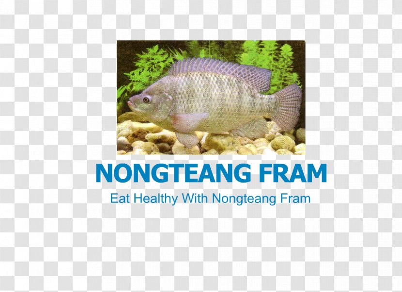 Freshwater Fish Nile Tilapia Iridescent Shark Mozambique - Fishery Transparent PNG