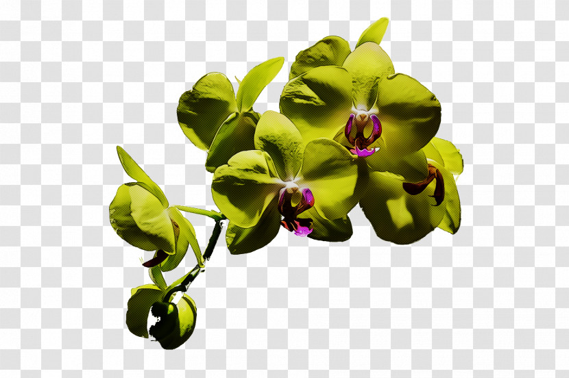 Flower Moth Orchids Petal Flora Orchids Transparent PNG