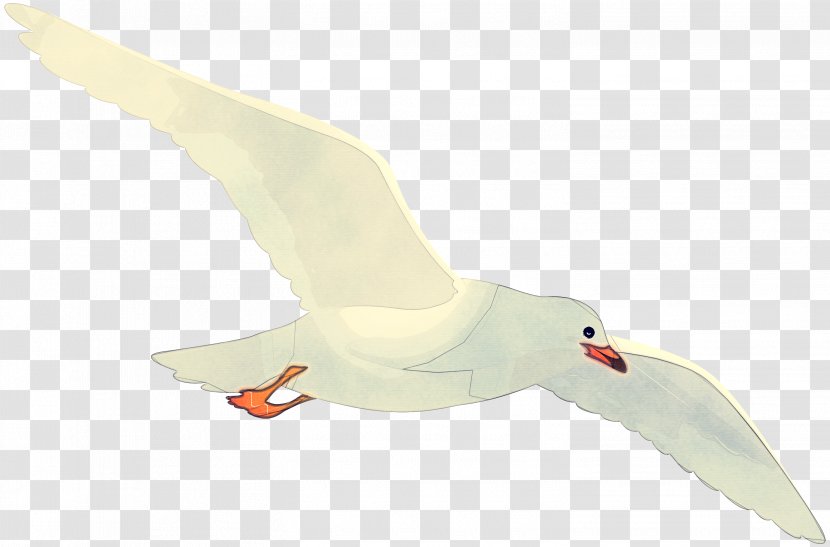 Bird White Gull Beak Goose - Wing - European Herring Transparent PNG