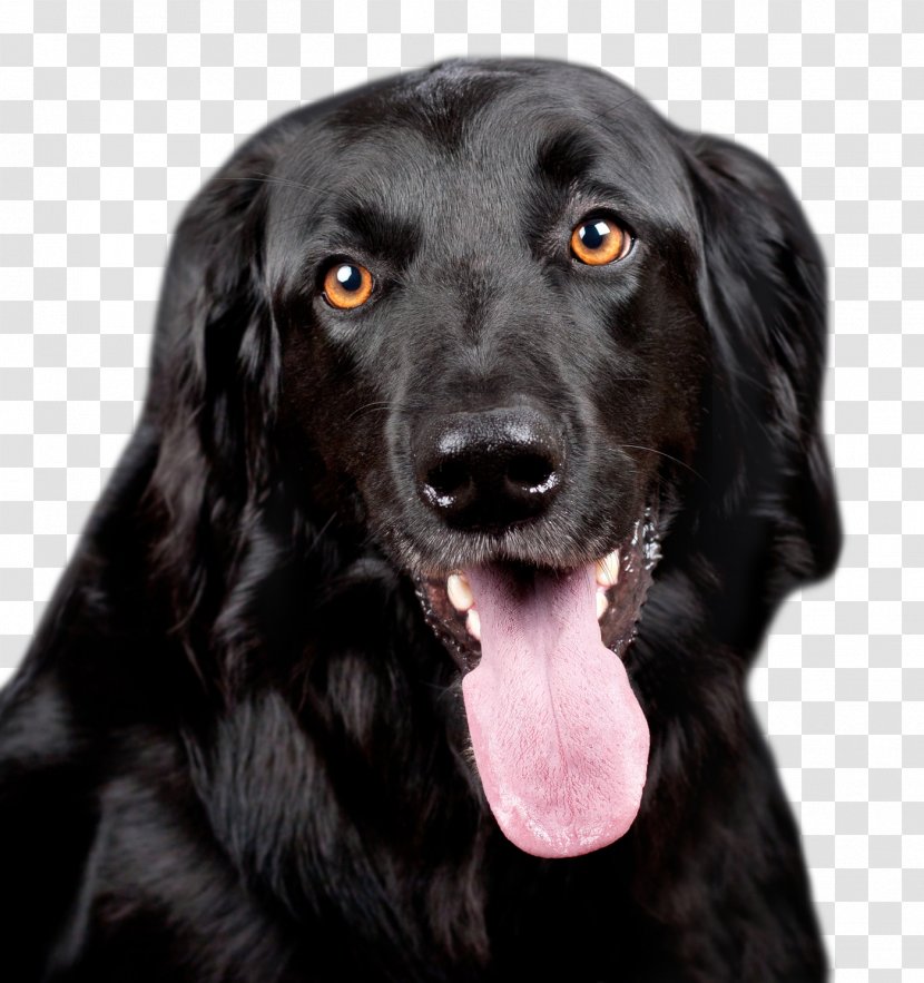 Labrador Retriever Shih Tzu Puppy - Humane Society - Black Dog Transparent PNG