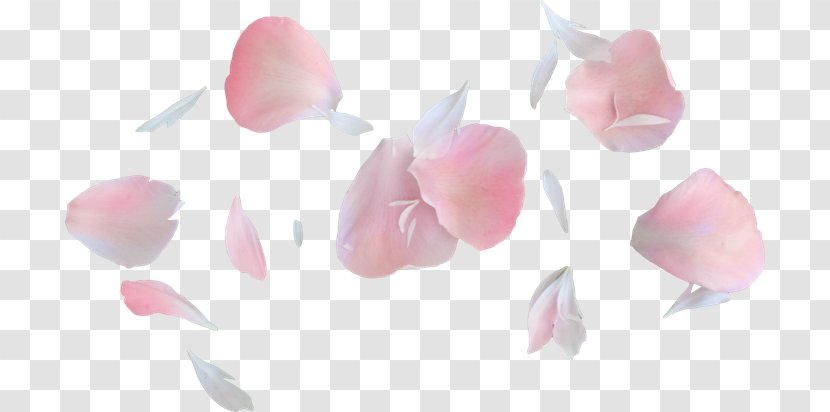 Petal Flower Garden Roses Pink - Raster Graphics Transparent PNG