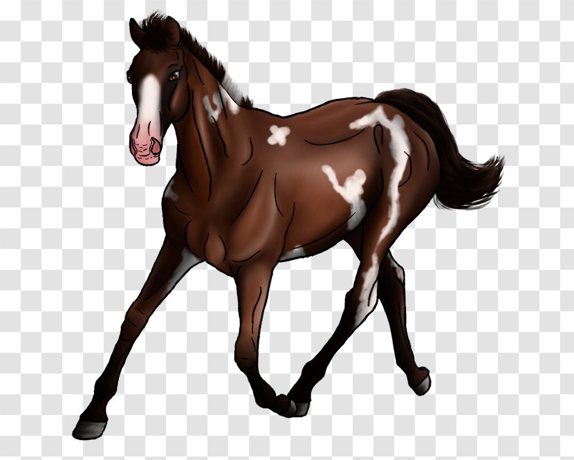 Foal Stallion Mustang Mare Colt - Mane Transparent PNG