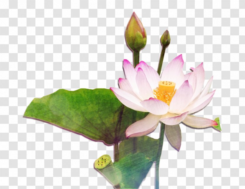 Nelumbo Nucifera Flower Lotus Seed - Proteales - Chinese Style Transparent PNG