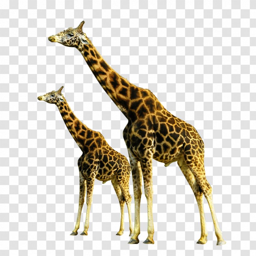 Giraffe Soil Neck - Fauna - Wildlife Transparent PNG