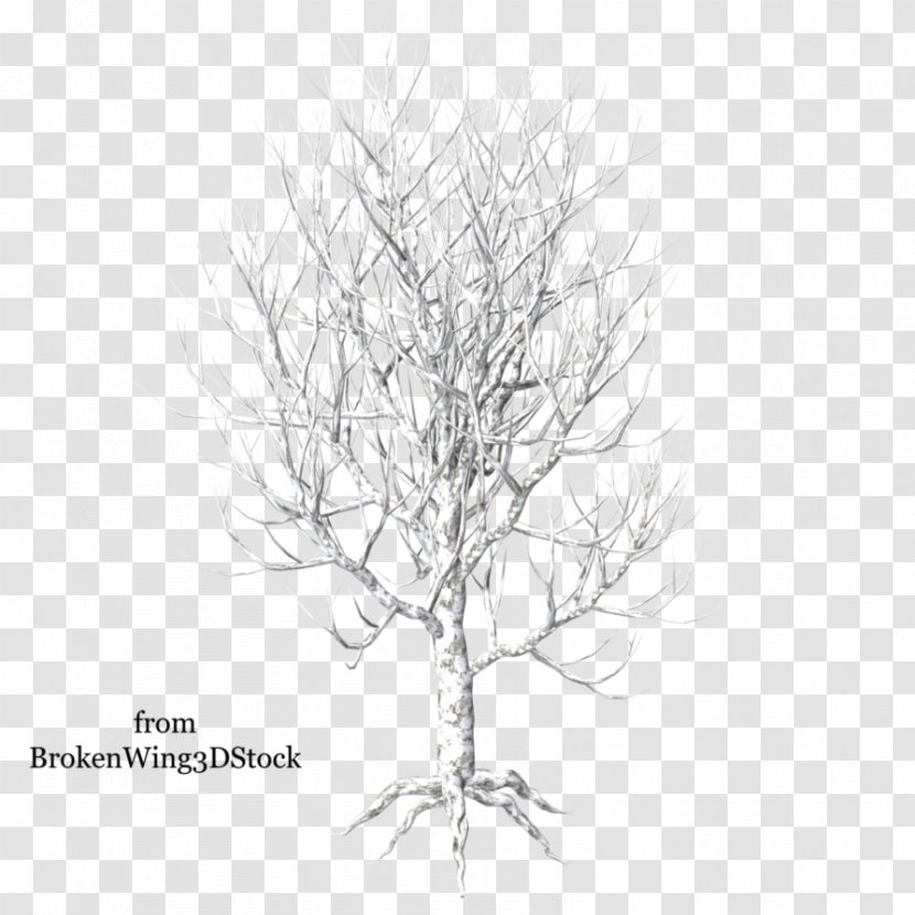 Paper Birch Tree Winter Branch - Snow Transparent PNG