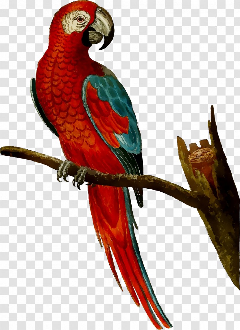 Amazon Parrot Bird Macaw Mug - Teacup - Parakeet Transparent PNG