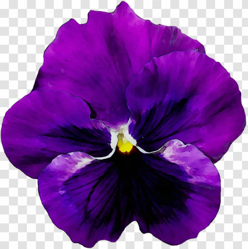 Pansy Flower Violet Image - Garden - Rose Transparent PNG
