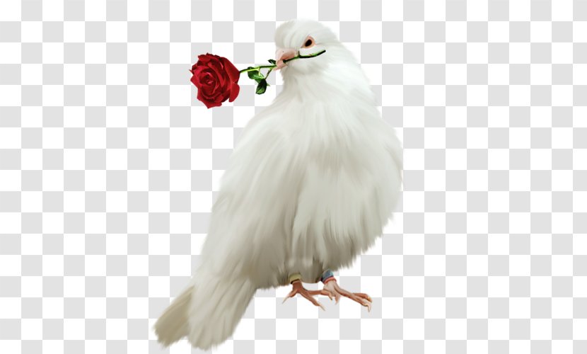 Chicken Bird Clip Art - Of Prey Transparent PNG