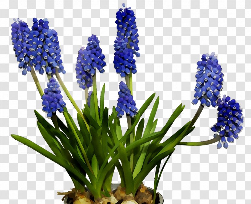English Lavender Cut Flowers Hyacinth Bluebonnet - Aquarium Decor Transparent PNG