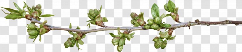 Bud Plant Stem Cut Flowers Leaf - Flora - Twig Transparent PNG