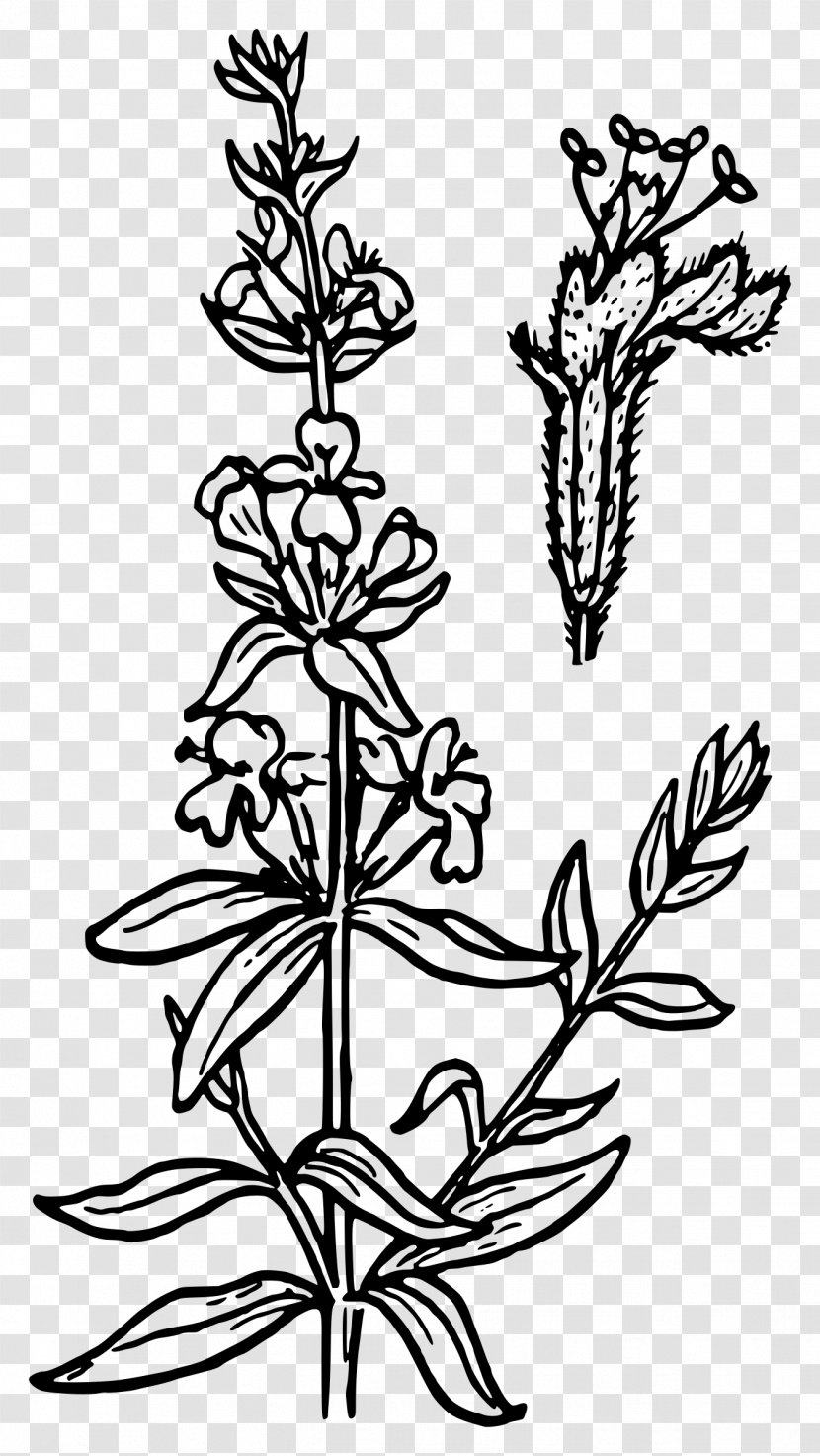 Hyssop Coloring Book Strawberry Clip Art - Black And White - Drawing Flower Transparent PNG