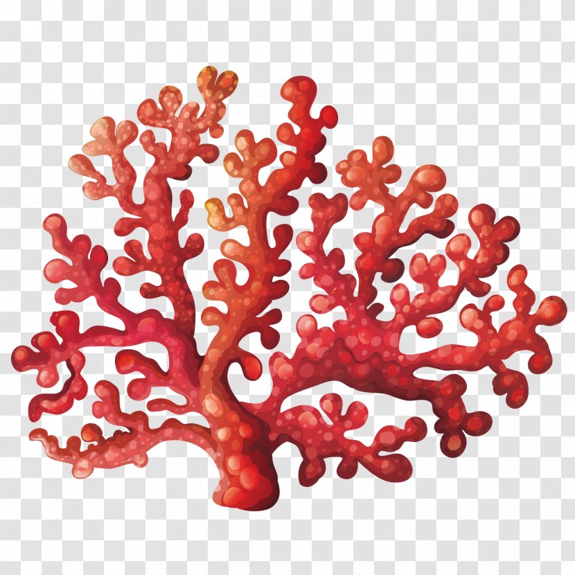 Coral Reef Royalty-free Clip Art - Algae - Vector Flower Transparent PNG