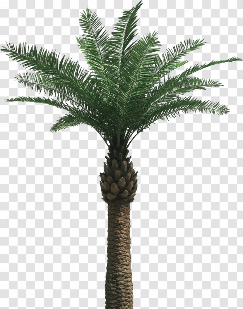 Arecaceae Tree - Date Palm Transparent PNG