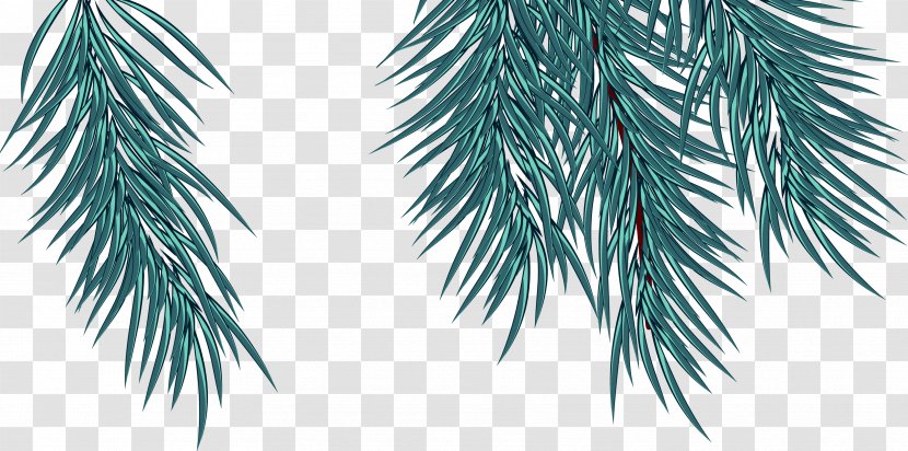 Fir Spruce Pine Twig Evergreen - Branch - Leaf Transparent PNG