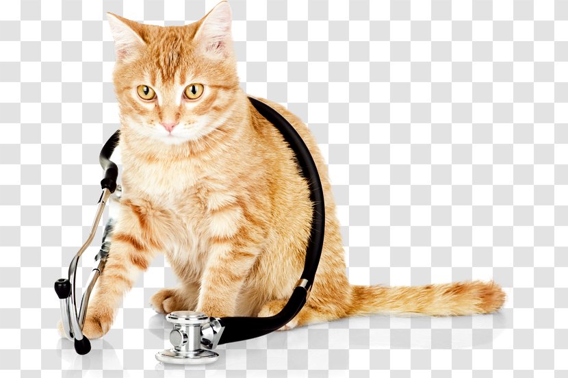 Cat Kitten Dog Veterinarian Veterinary Medicine - Wearing A Stethoscope Transparent PNG