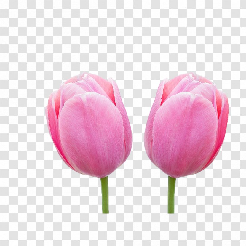 Tulip Flower High-definition Video Wallpaper - Pink Transparent PNG