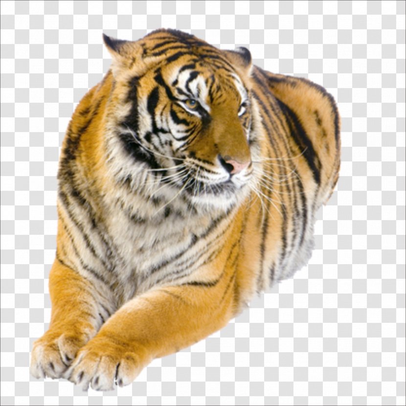 Boca Raton City Fish Market Gold Coast Tigress Tiger Bay Club - Big Cats Transparent PNG