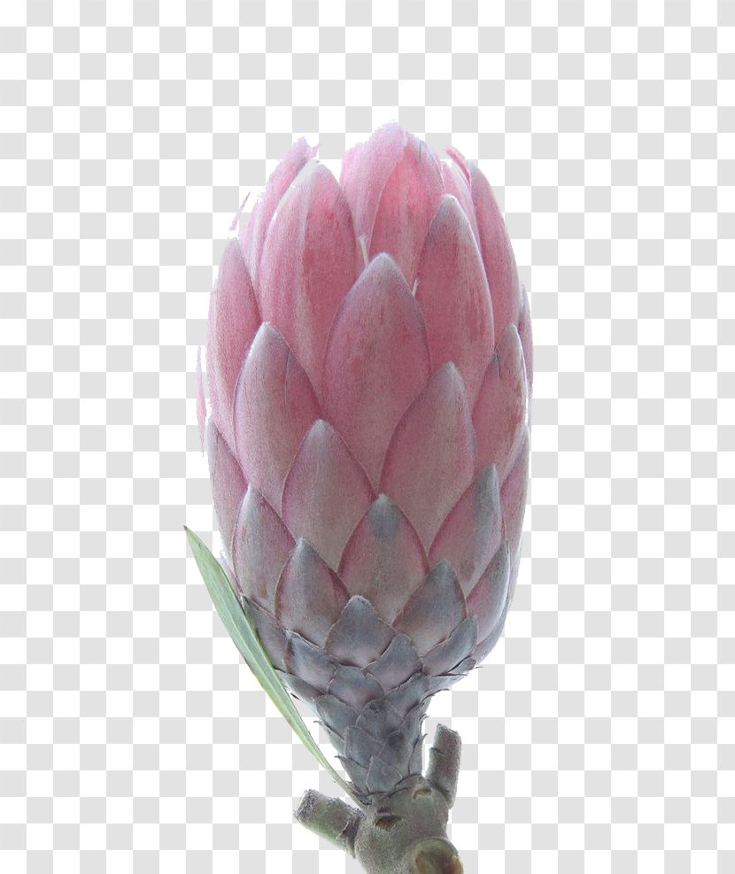 Protea Cynaroides Petal Flower Tulip Botanical Illustration - Sugarbushes - Buds Transparent PNG