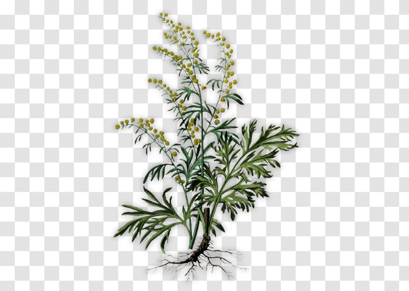 Absinthe Common Wormwood Herb Artemisia Pontica Plant - Flowerpot Transparent PNG