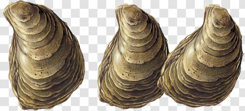 Oyster Farming Clam Mussel Eastern - Heart Transparent PNG