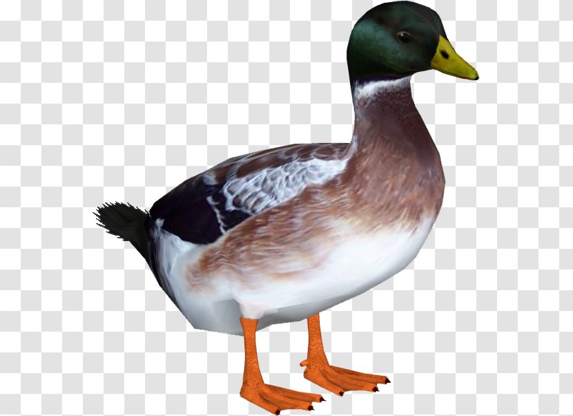 Indian Runner Duck Welsh Harlequin American Pekin Goose - Ducks Geese And Swans - DUCK Transparent PNG
