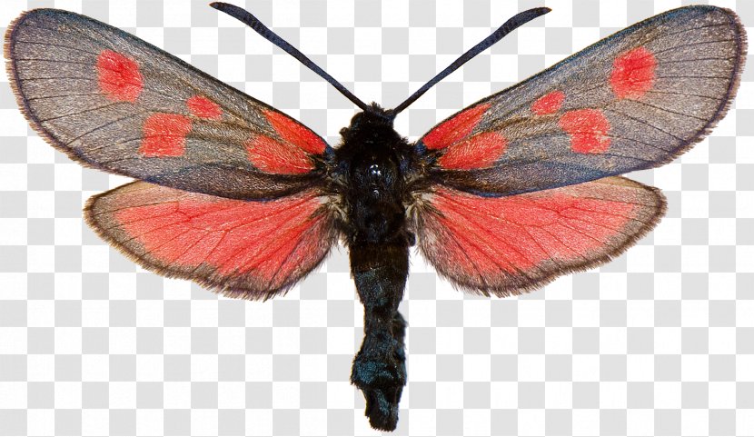 Gossamer-winged Butterflies Brush-footed Silkworm Six-spot Burnet Narrow-bordered Five-spot - Moth - Butterfly Transparent PNG