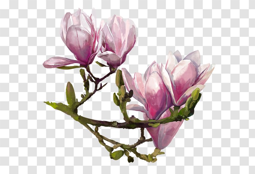 Cut Flowers Bud Plant Stem Petal - Magnolia Flower Pattern Material Transparent PNG