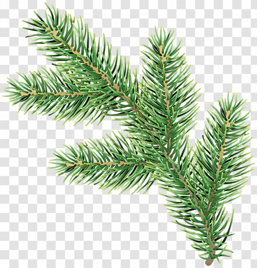 Shortleaf Black Spruce Columbian Balsam Fir White Pine Yellow - Oregon Tree Transparent PNG