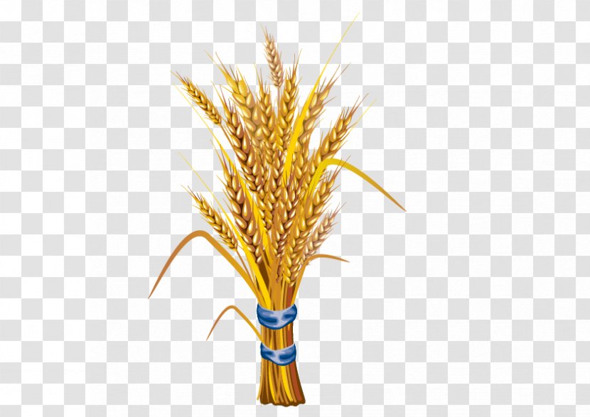 Wheat Stock Illustration - Shutterstock - Vector Rice Transparent PNG