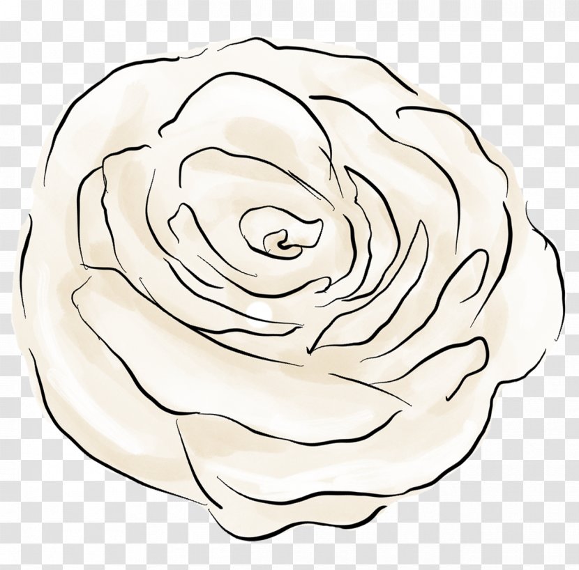 Garden Roses Drawing Floral Design Cut Flowers Transparent PNG